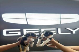 Geely apoya a las mascotas